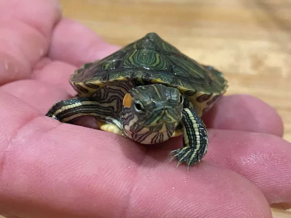 Atlanta attorney Lloyd Mohney's pet turtle