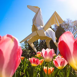 Atlanta Botanical Gardens tulips